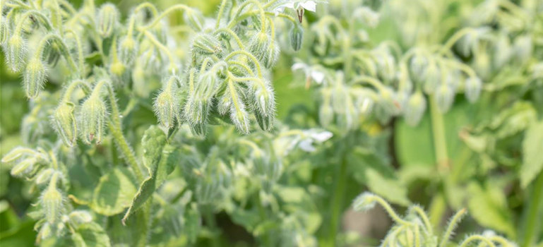 Borago officinalis, weiß