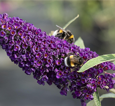 Duftende Schönheiten für einen lebendigen Garten