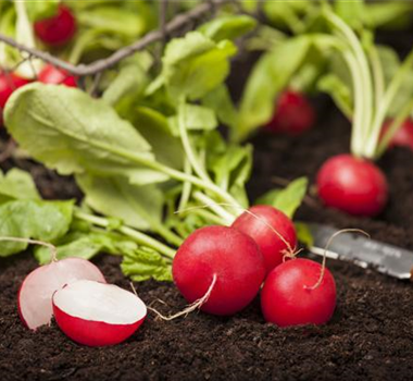 Gemüse-, Kräuter- und Obstgarten im Mai