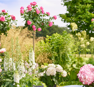 Rosen und Stauden